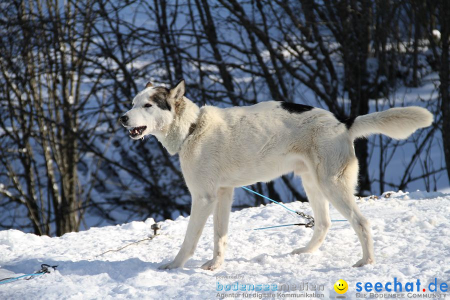 Schlittenhunderennen 2012: Bernau im Schwarzwald, 04.02.2012