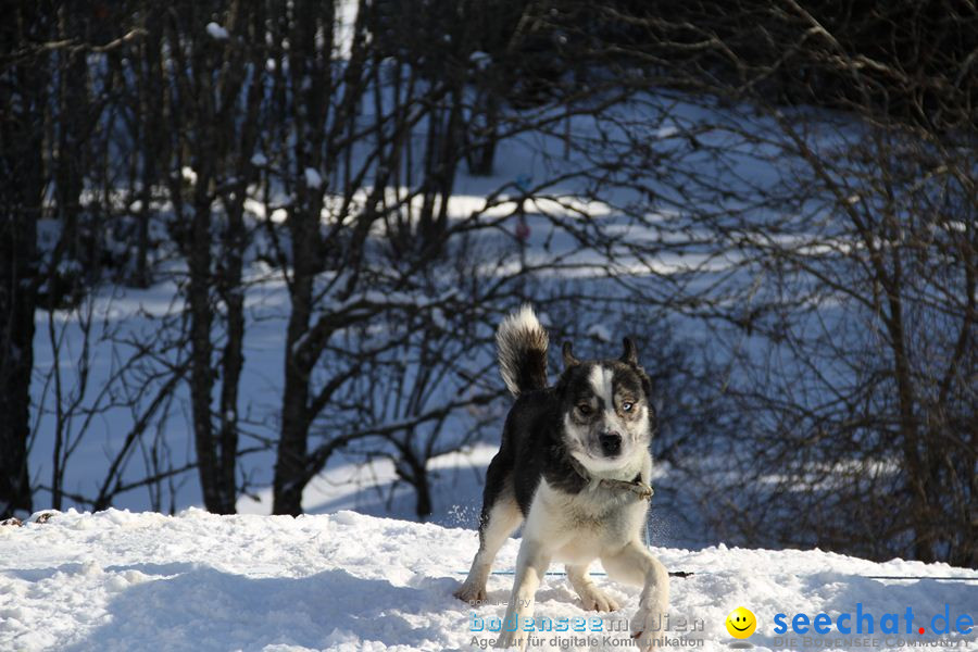 Schlittenhunderennen 2012: Bernau im Schwarzwald, 04.02.2012