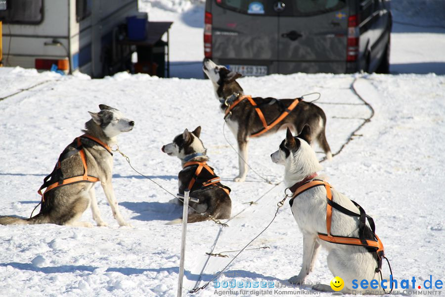 Schlittenhunderennen 2012: Bernau im Schwarzwald, 04.02.2012