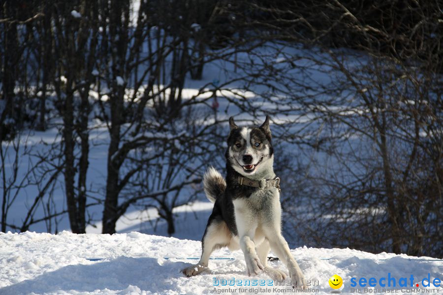 Schlittenhunderennen 2012: Bernau im Schwarzwald, 04.02.2012