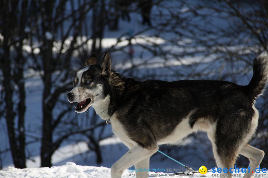 Schlittenhunderennen 2012: Bernau im Schwarzwald, 04.02.2012