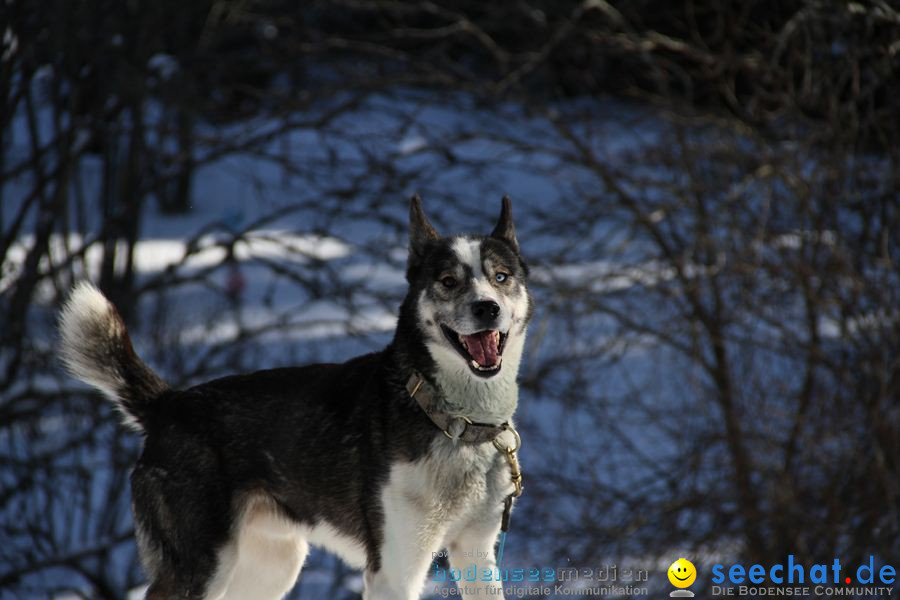 Schlittenhunderennen 2012: Bernau im Schwarzwald, 04.02.2012