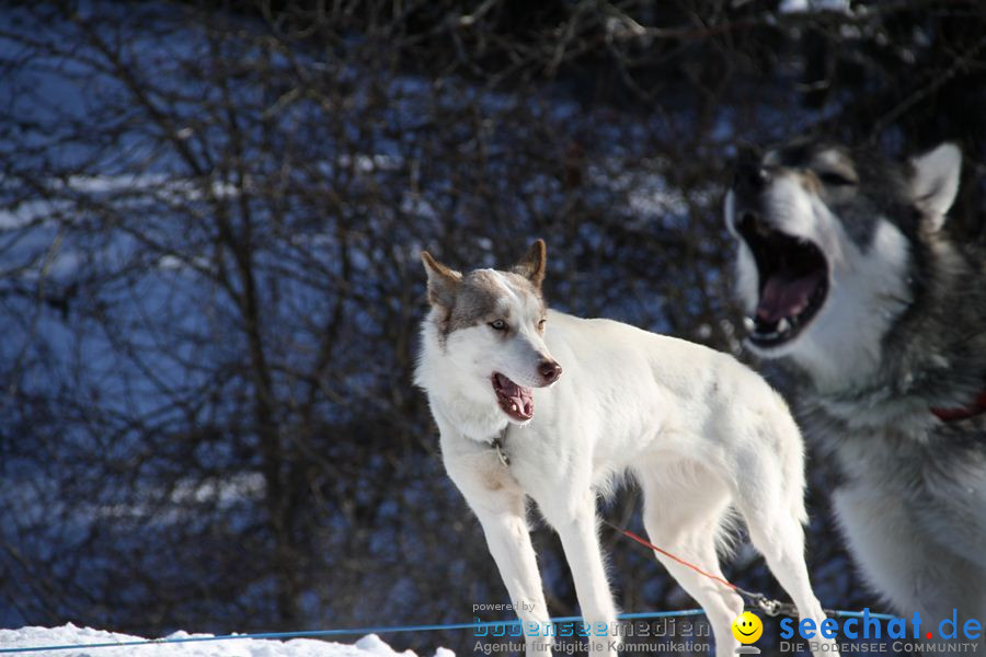 Schlittenhunderennen 2012: Bernau im Schwarzwald, 04.02.2012