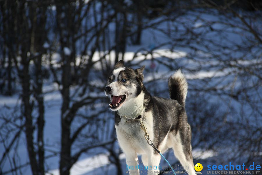 Schlittenhunderennen 2012: Bernau im Schwarzwald, 04.02.2012