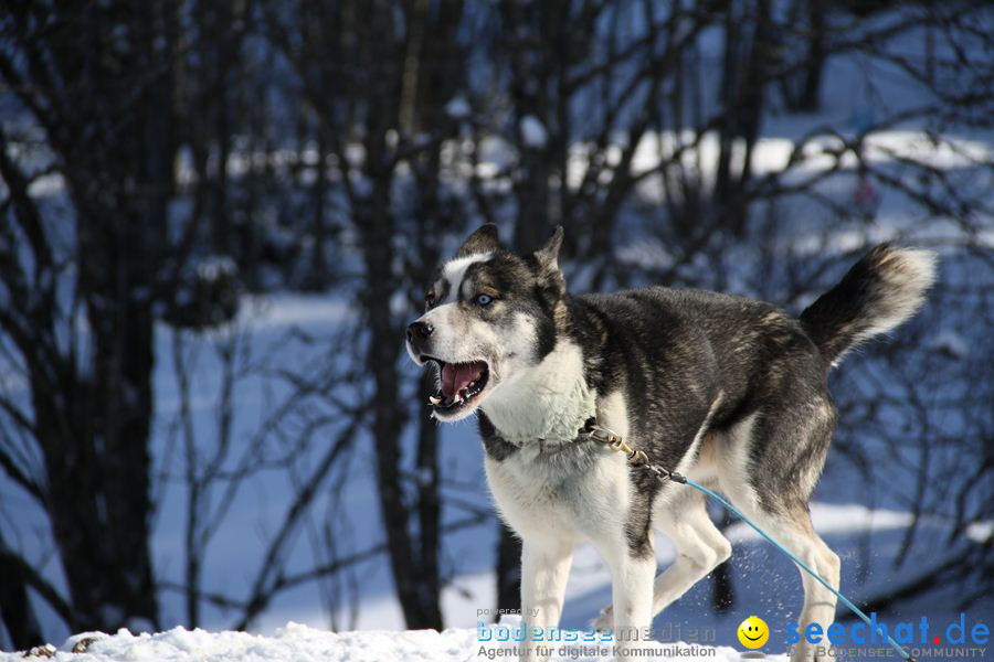 Schlittenhunderennen 2012: Bernau im Schwarzwald, 04.02.2012