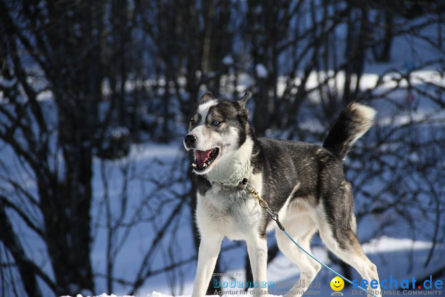 Schlittenhunderennen 2012: Bernau im Schwarzwald, 04.02.2012