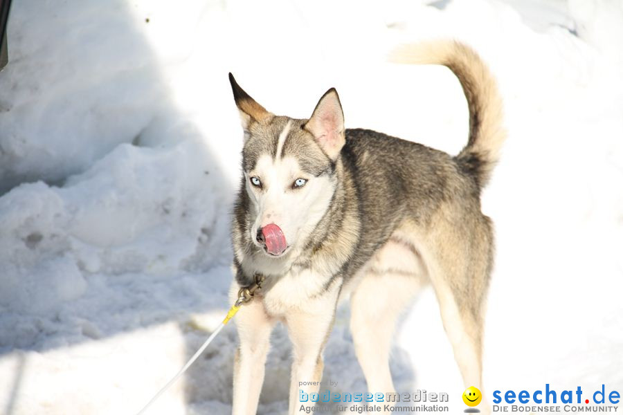 Schlittenhunderennen 2012: Bernau im Schwarzwald, 04.02.2012