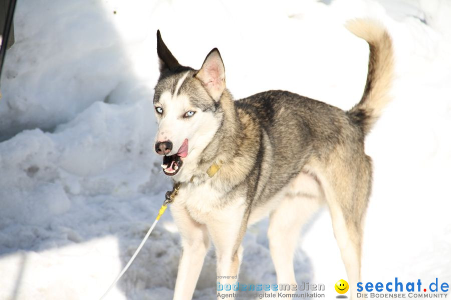 Schlittenhunderennen 2012: Bernau im Schwarzwald, 04.02.2012