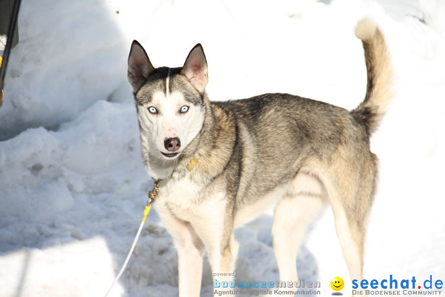 Schlittenhunderennen 2012: Bernau im Schwarzwald, 04.02.2012