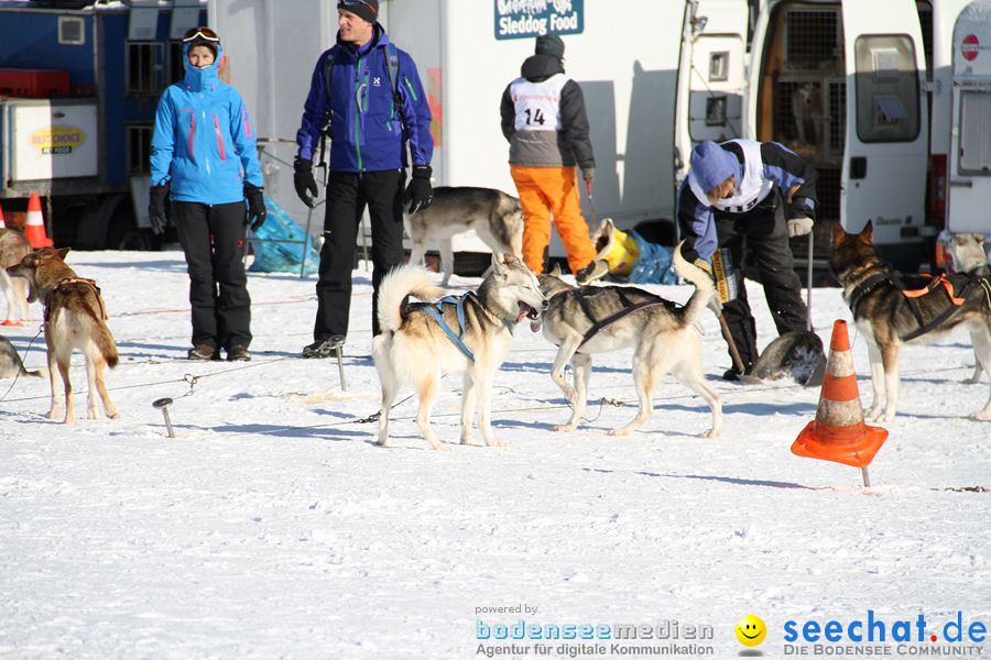 Schlittenhunderennen 2012: Bernau im Schwarzwald, 04.02.2012