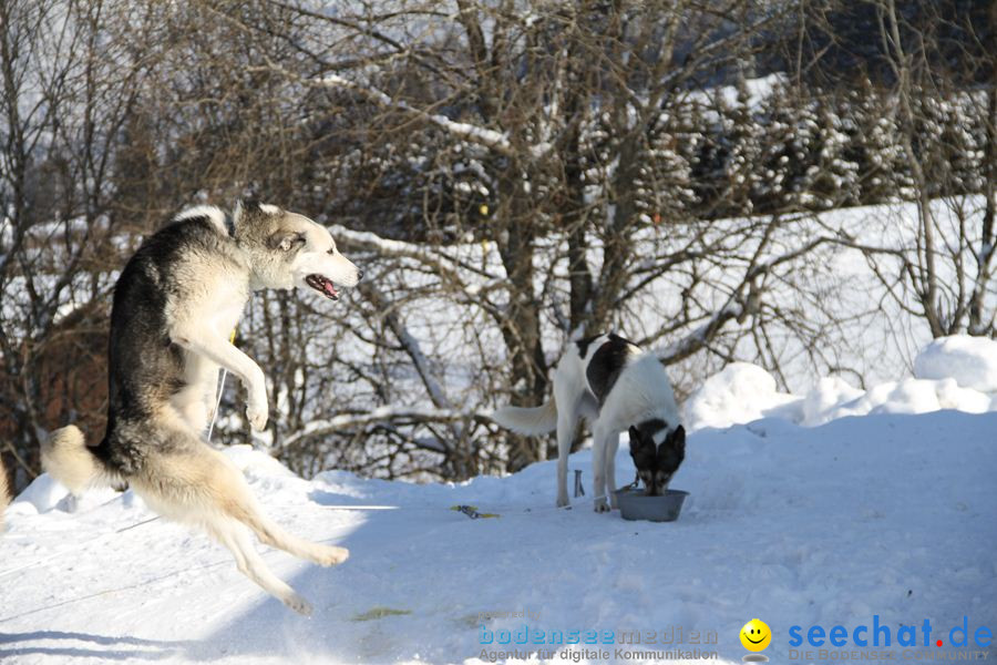 Schlittenhunderennen 2012: Bernau im Schwarzwald, 04.02.2012