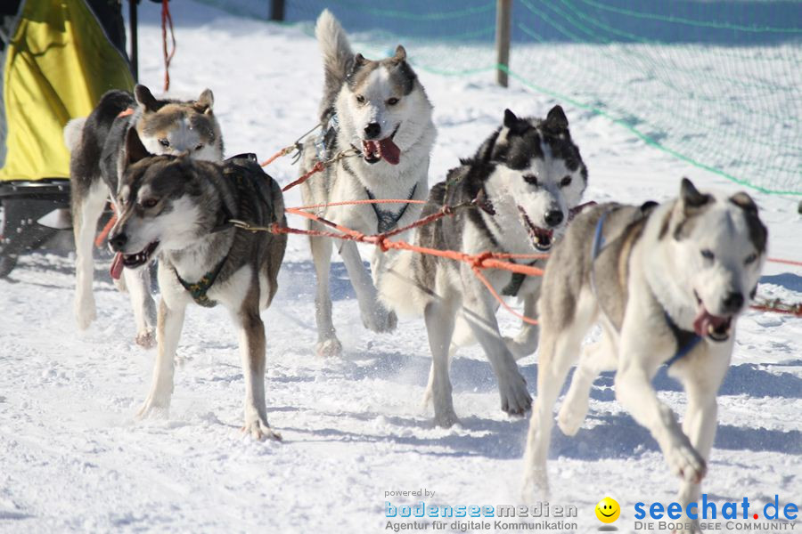 Schlittenhunderennen 2012: Bernau im Schwarzwald, 04.02.2012