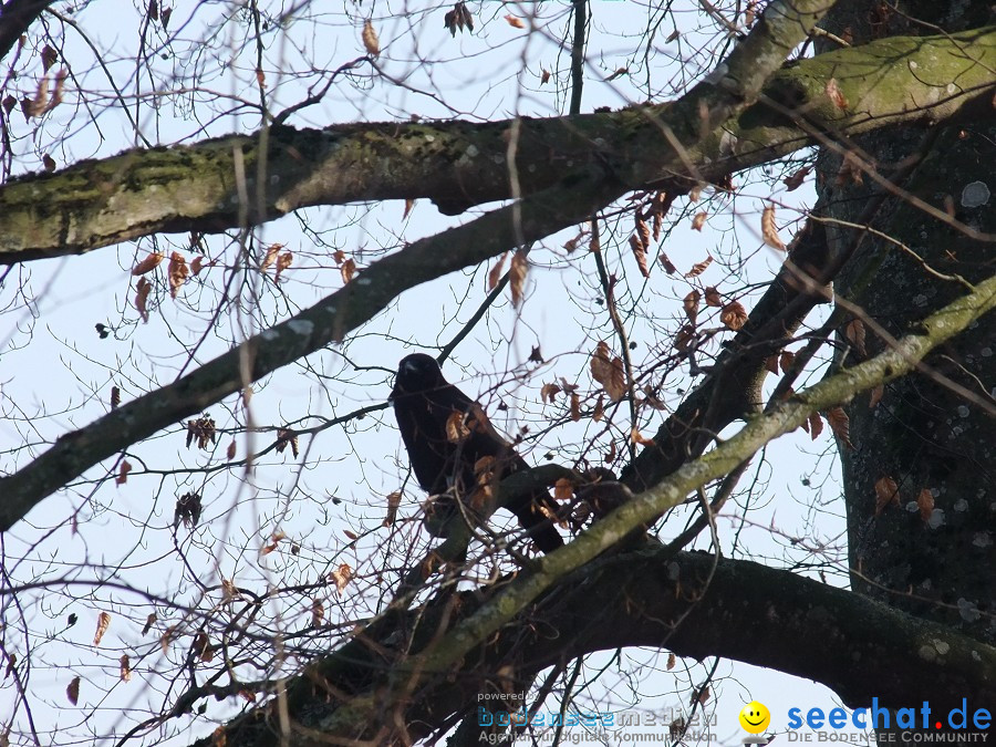 Insel-Mainau-23-03-2012-Bodensee-Community-SEECHAT_DE-_100.JPG