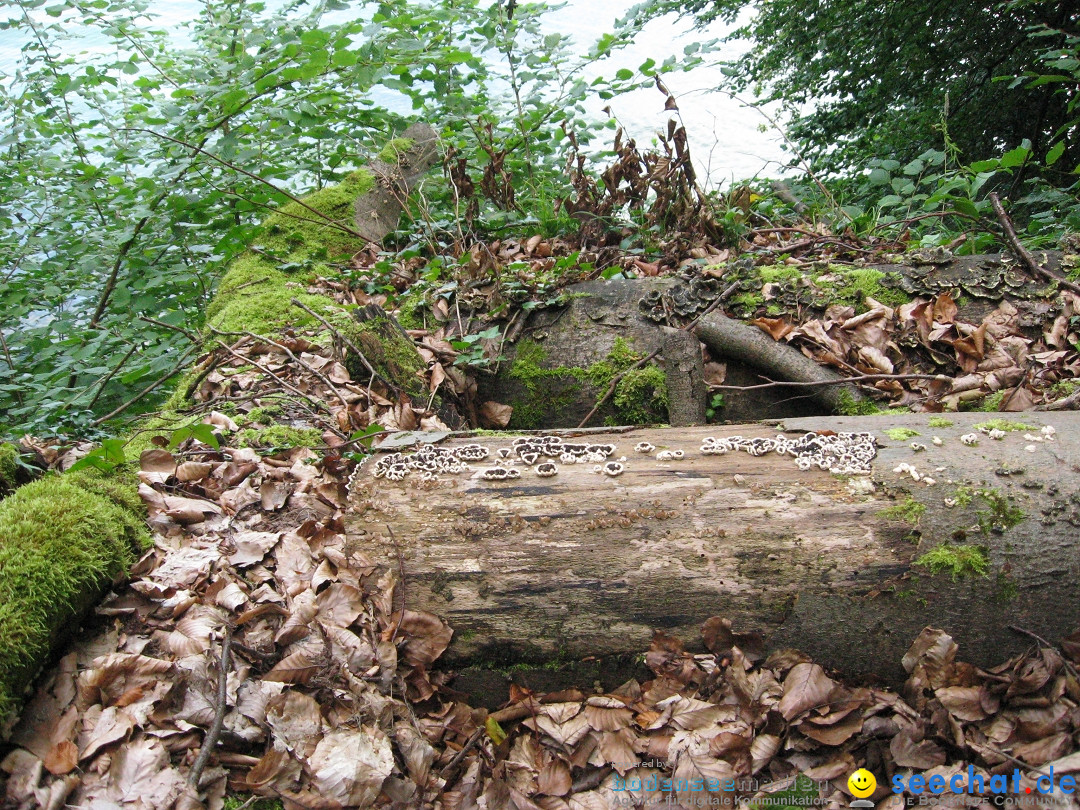 Marienschlucht: Bodman am Bodensee, 27.04.2012