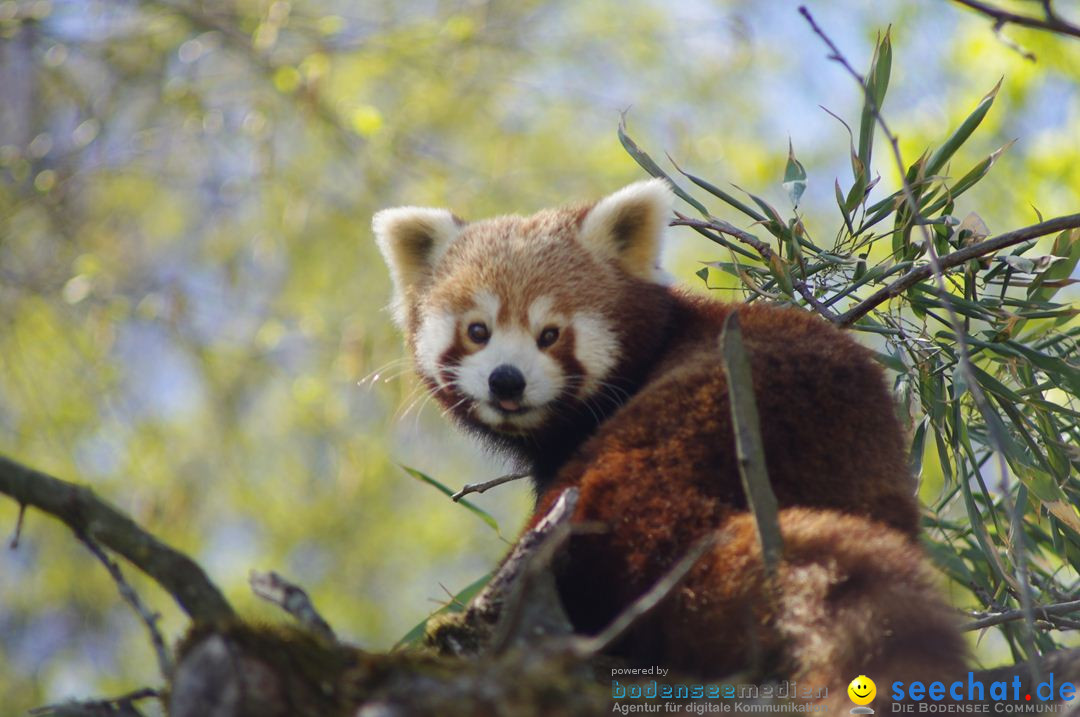 ZZ2-Zoo-Zuerich-26042012-Bodensee-Community_SEECHAT_DE-_164.jpg