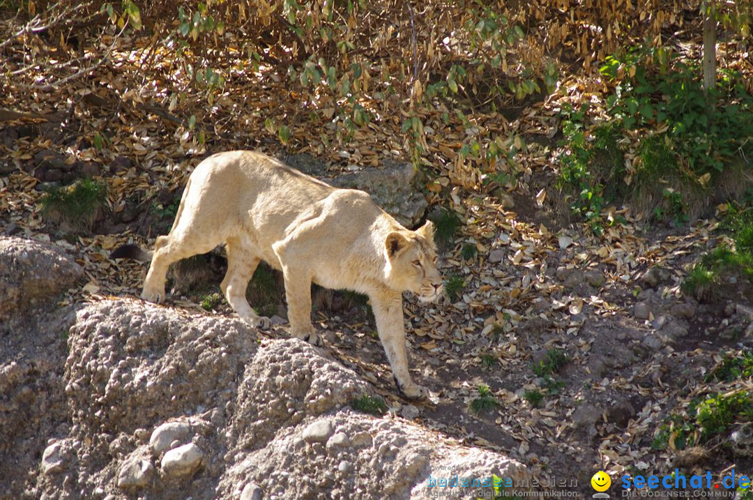 ZZ3-Zoo-Zuerich-26042012-Bodensee-Community_SEECHAT_DE-_163.jpg