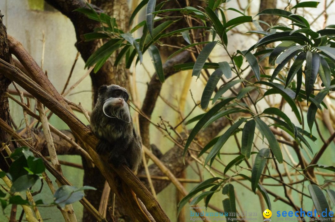 Zoo-Z_rich-26042012-Bodensee-Community-Seechat-de14.jpg