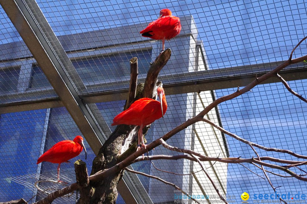 Zoo-Z_rich-26042012-Bodensee-Community-Seechat-de18.jpg