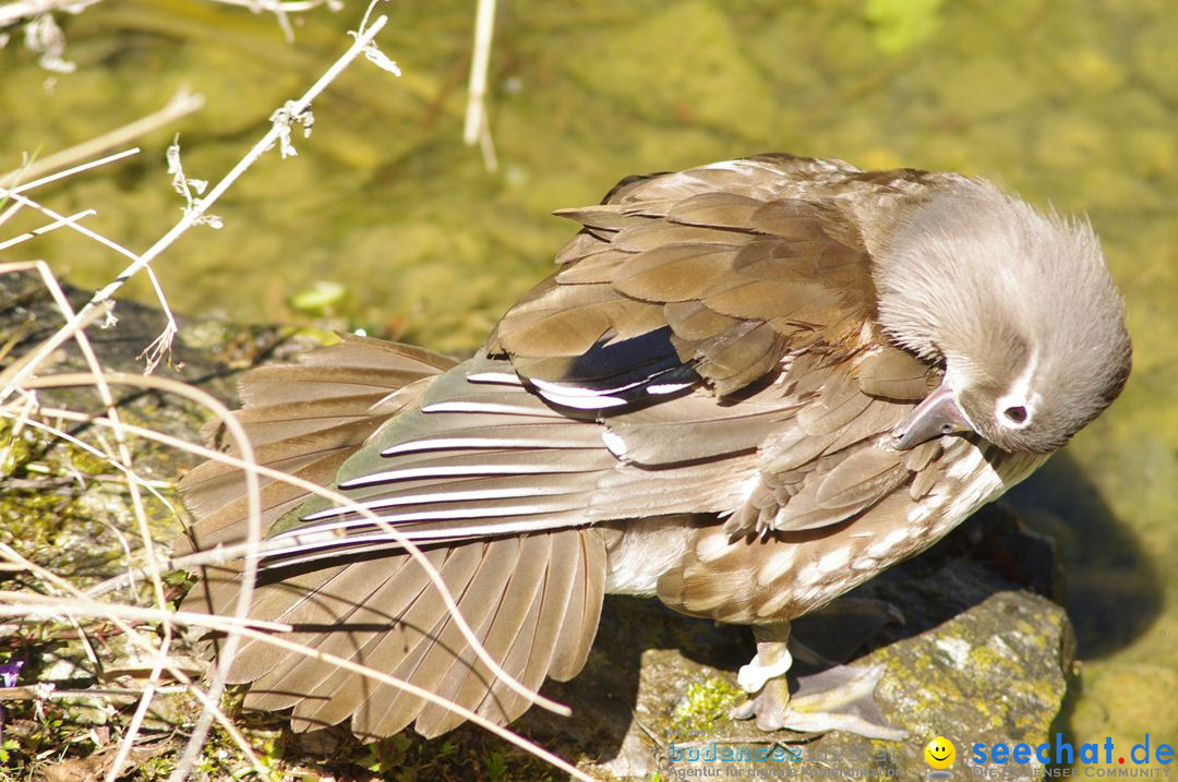 Zoo-Z_rich-26042012-Bodensee-Community-Seechat-de20.jpg