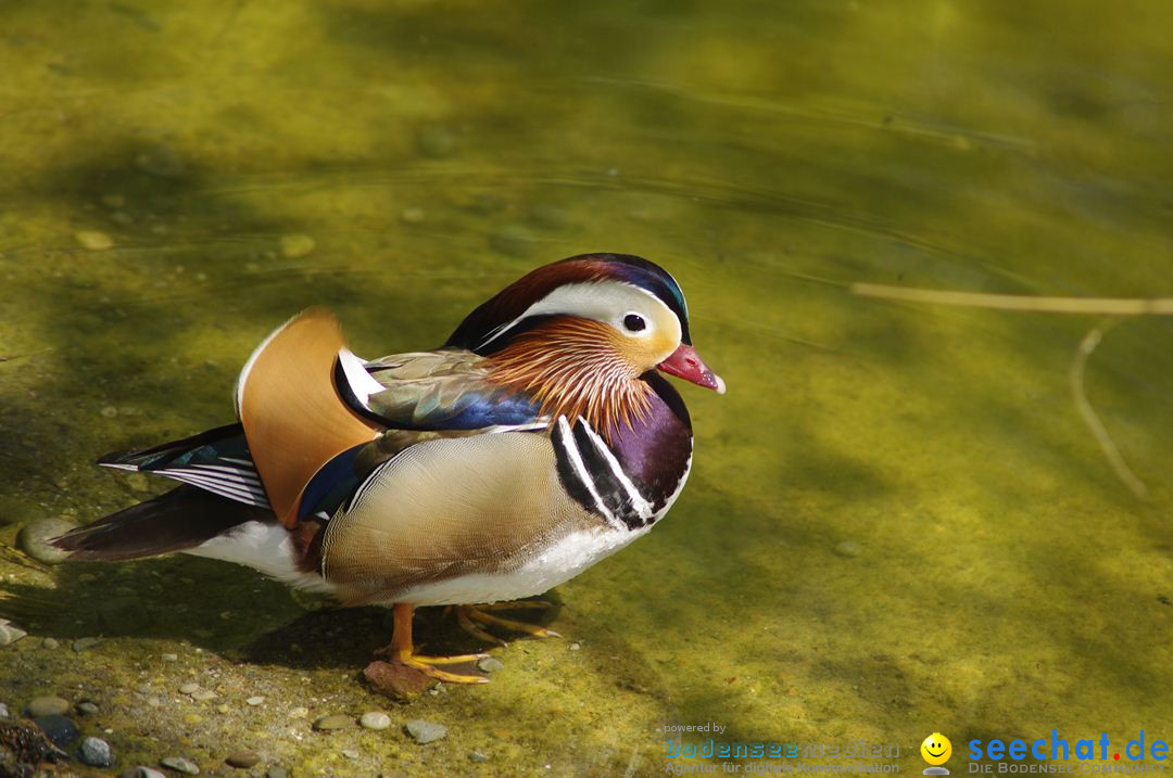 Zoo-Z_rich-26042012-Bodensee-Community-Seechat-de21.jpg