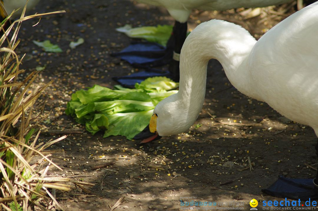 Zoo-Z_rich-26042012-Bodensee-Community-Seechat-de22.jpg