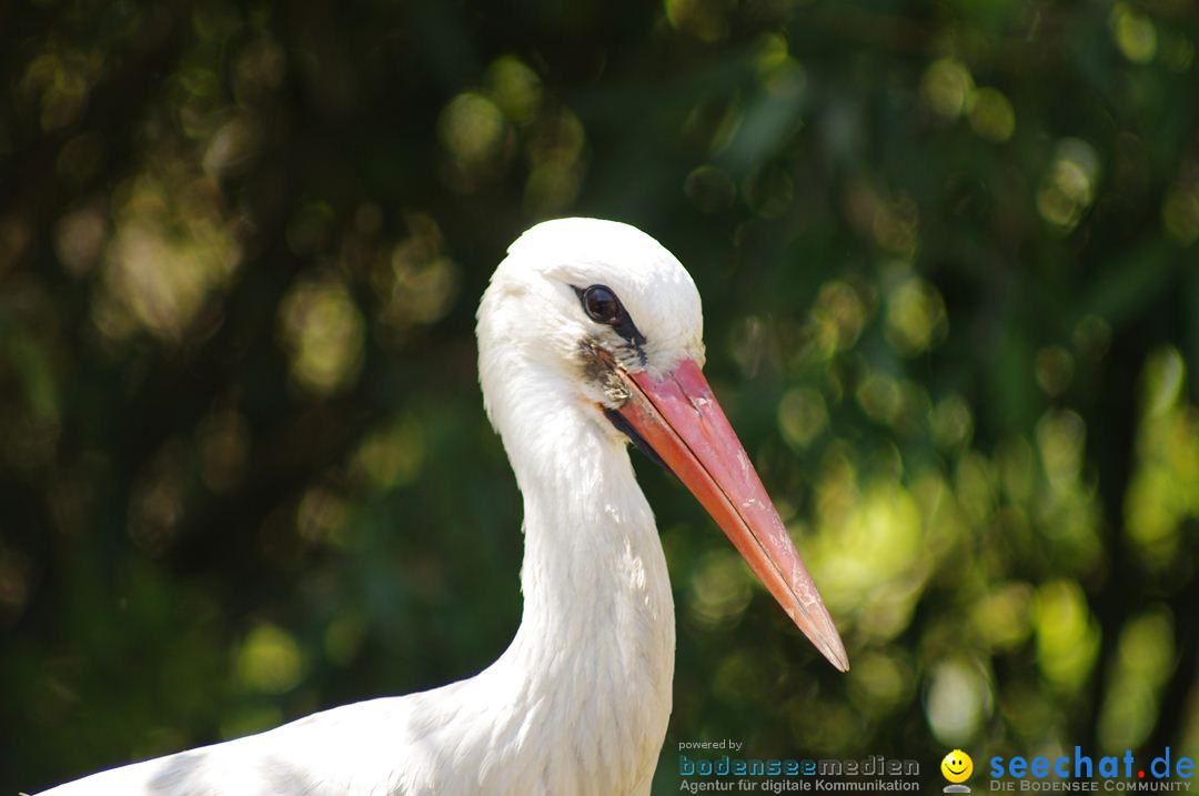 Zoo-Z_rich-26042012-Bodensee-Community-Seechat-de23.jpg