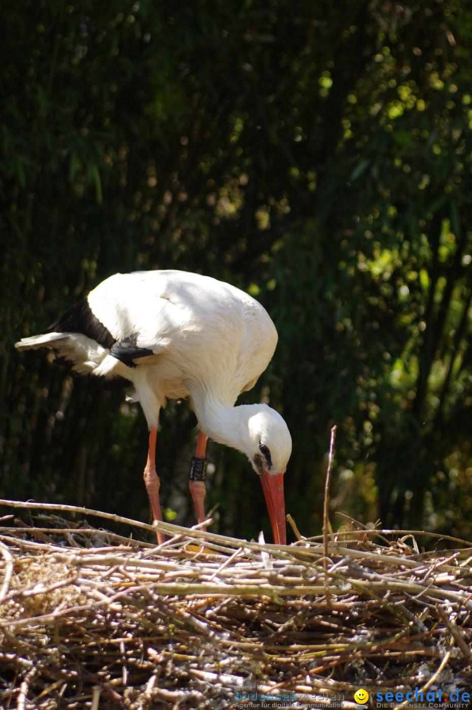 Zoo-Z_rich-26042012-Bodensee-Community-Seechat-de24.jpg