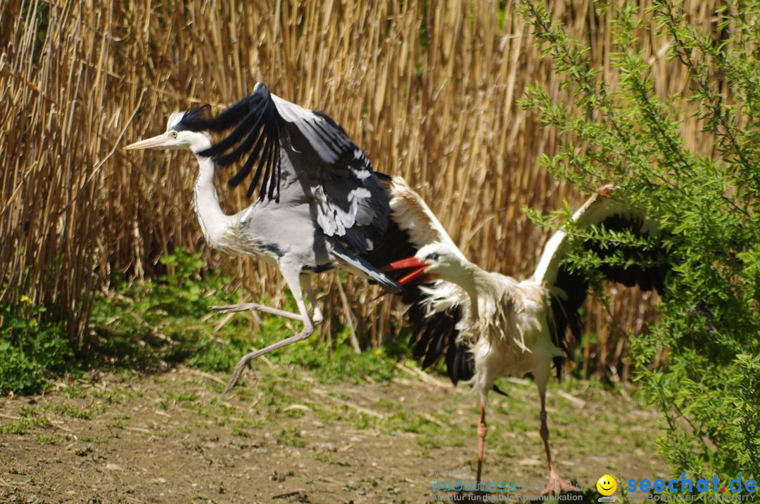 Zoo-Z_rich-26042012-Bodensee-Community-Seechat-de25.jpg