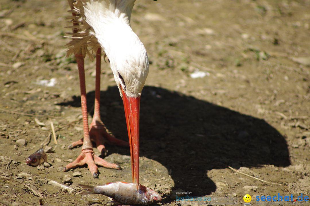 Zoo-Z_rich-26042012-Bodensee-Community-Seechat-de26.jpg