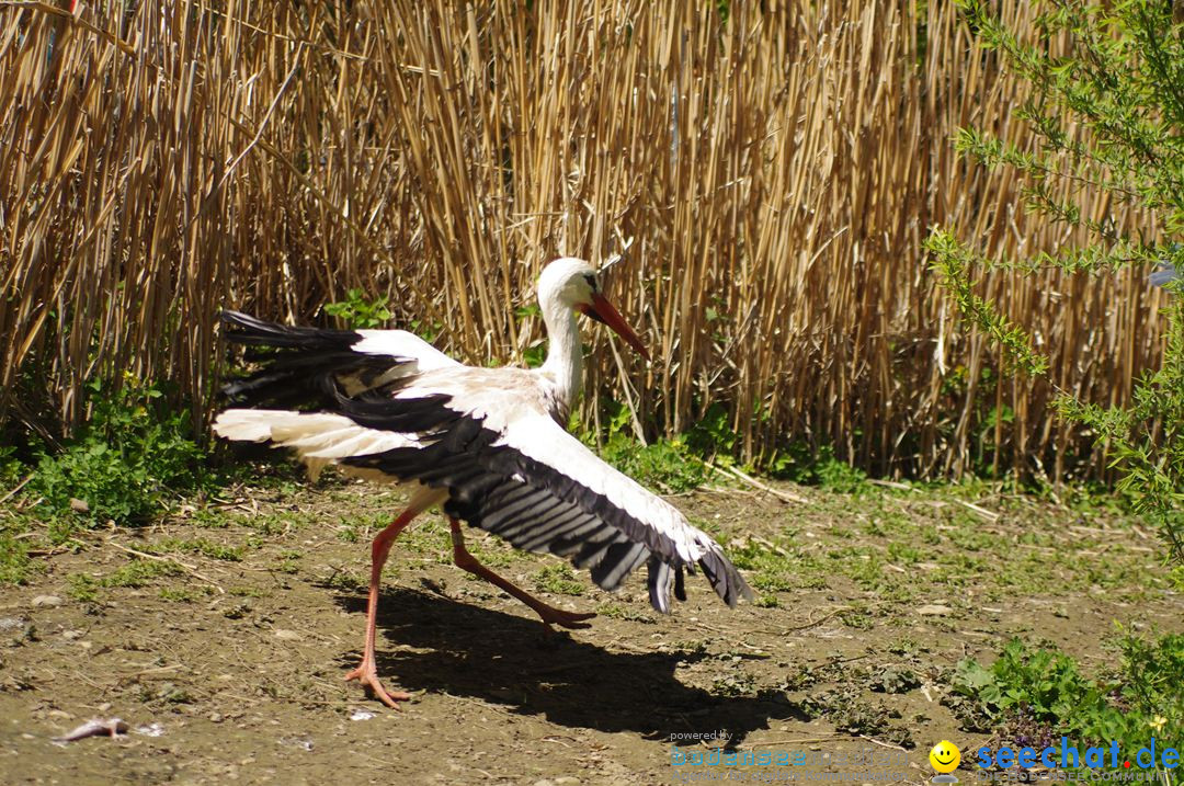 Zoo-Z_rich-26042012-Bodensee-Community-Seechat-de27.jpg