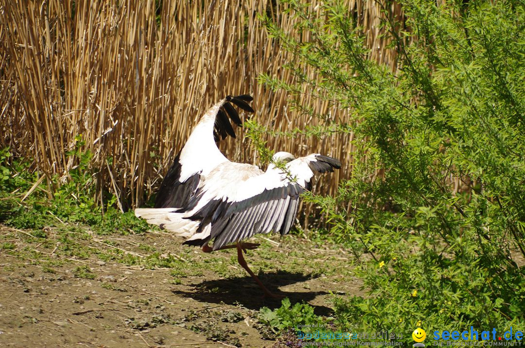 Zoo-Z_rich-26042012-Bodensee-Community-Seechat-de28.jpg