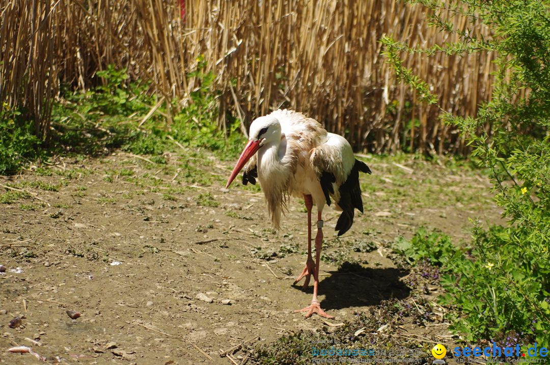 Zoo-Z_rich-26042012-Bodensee-Community-Seechat-de3.jpg