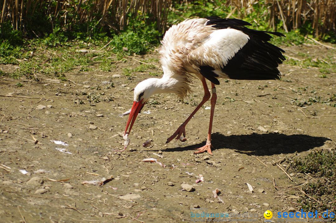 Zoo-Z_rich-26042012-Bodensee-Community-Seechat-de30.jpg