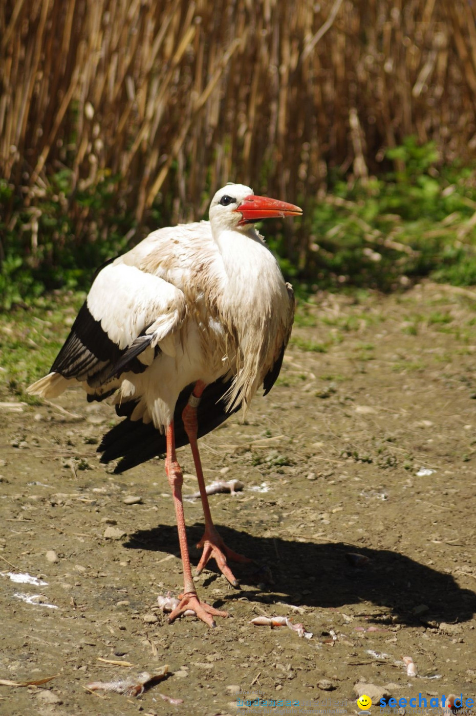 Zoo-Z_rich-26042012-Bodensee-Community-Seechat-de31.jpg