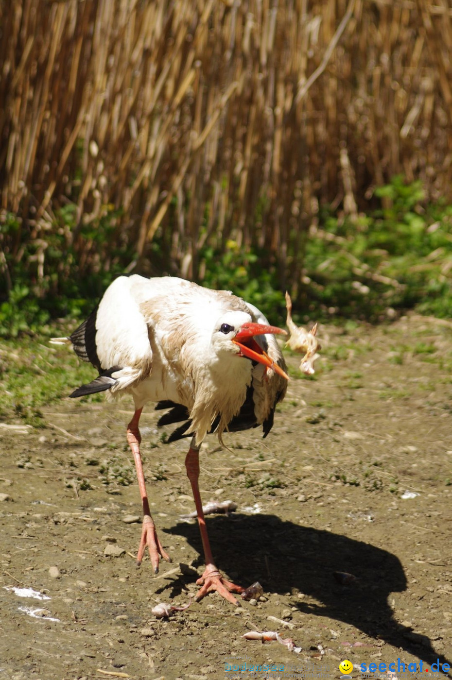 Zoo-Z_rich-26042012-Bodensee-Community-Seechat-de32.jpg