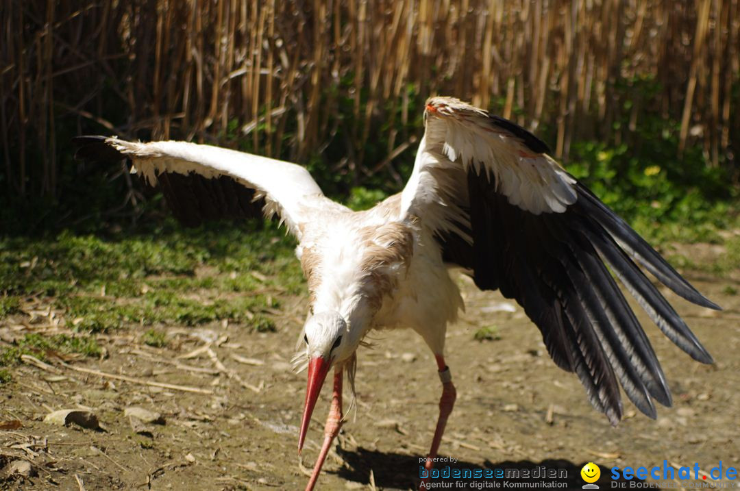 Zoo-Z_rich-26042012-Bodensee-Community-Seechat-de33.jpg