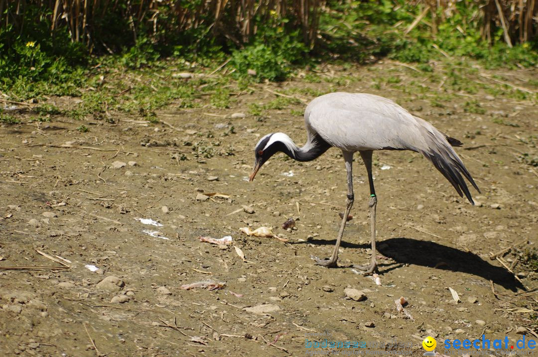 Zoo-Z_rich-26042012-Bodensee-Community-Seechat-de34.jpg