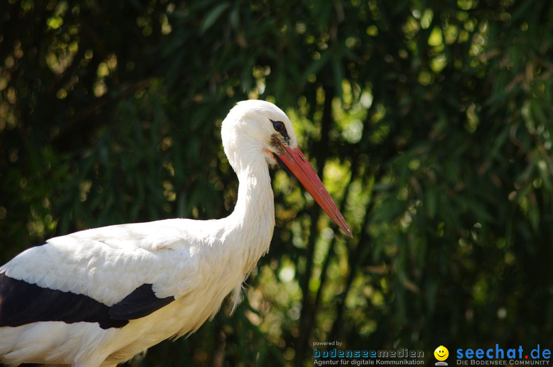 Zoo-Z_rich-26042012-Bodensee-Community-Seechat-de35.jpg