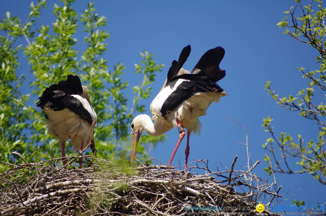 Zoo-Z_rich-26042012-Bodensee-Community-Seechat-de36.jpg