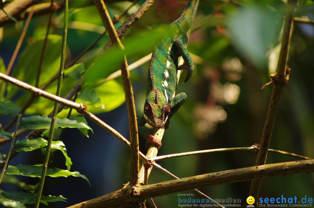 Zoo-Z_rich-26042012-Bodensee-Community-Seechat-de37.jpg