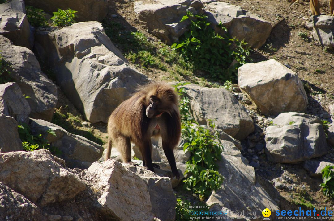 Zoo-Z_rich-26042012-Bodensee-Community-Seechat-de41.jpg