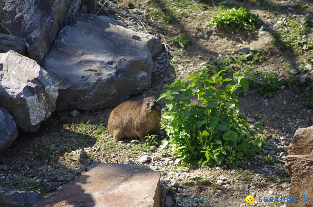 Zoo-Z_rich-26042012-Bodensee-Community-Seechat-de43.jpg