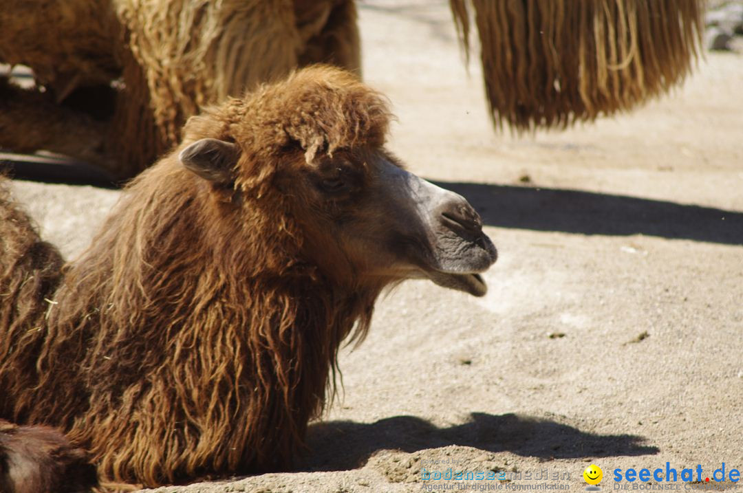 Zoo-Z_rich-26042012-Bodensee-Community-Seechat-de44.jpg