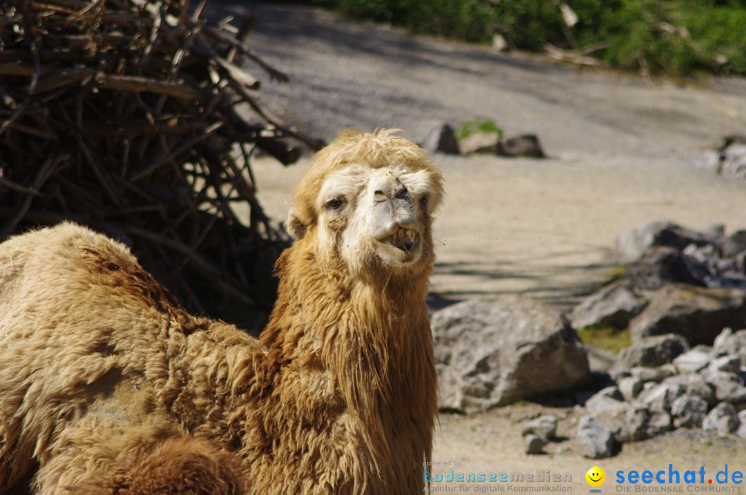 Zoo-Z_rich-26042012-Bodensee-Community-Seechat-de45.jpg