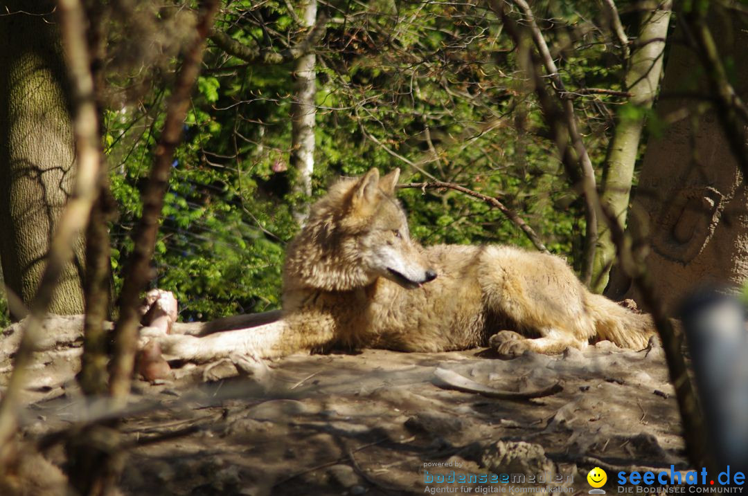 Zoo-Z_rich-26042012-Bodensee-Community-Seechat-de51.jpg