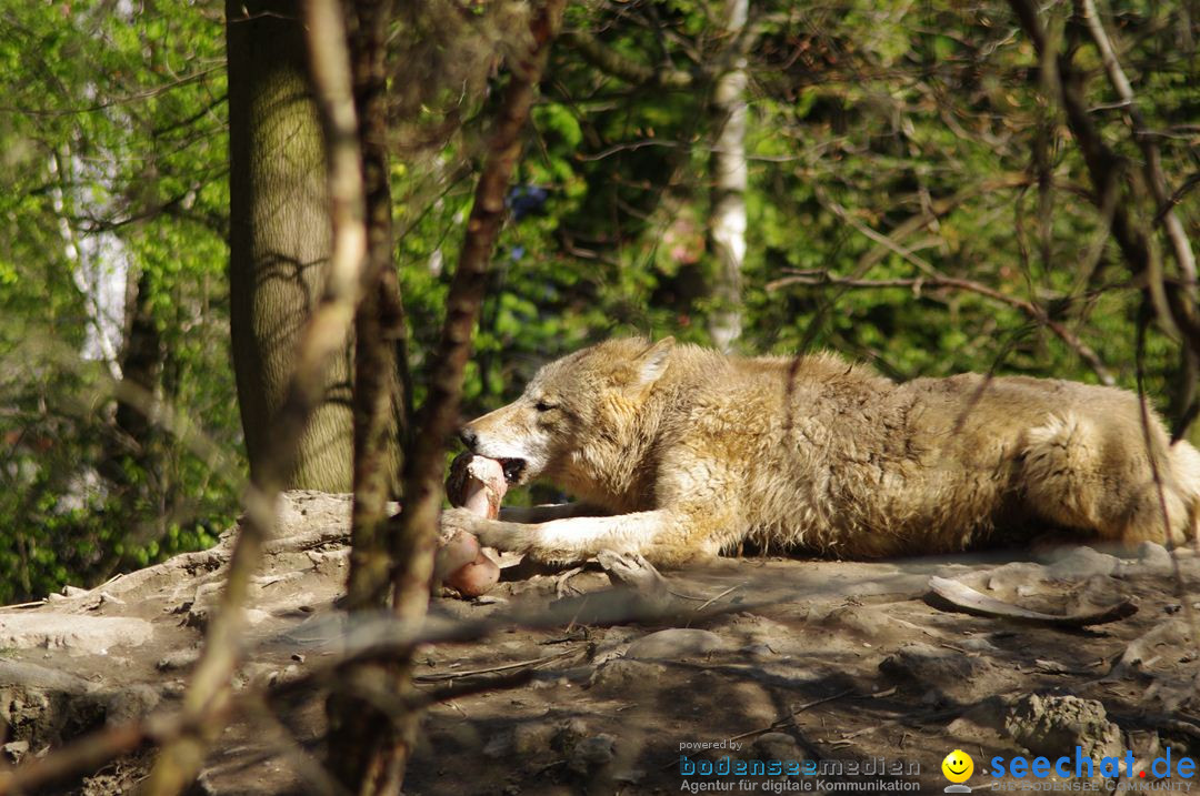 Zoo-Z_rich-26042012-Bodensee-Community-Seechat-de52.jpg