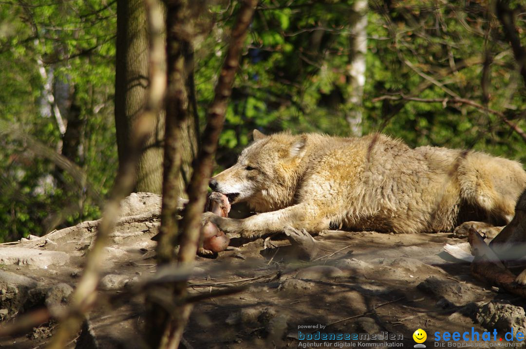 Zoo-Z_rich-26042012-Bodensee-Community-Seechat-de53.jpg