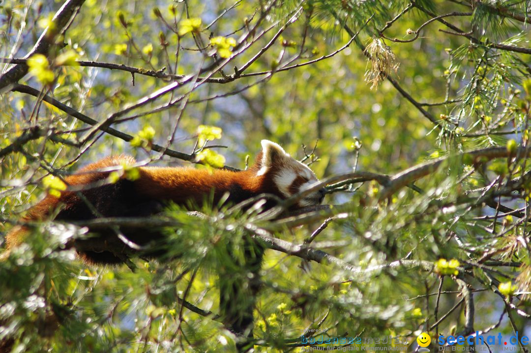 Zoo-Z_rich-26042012-Bodensee-Community-Seechat-de56.jpg