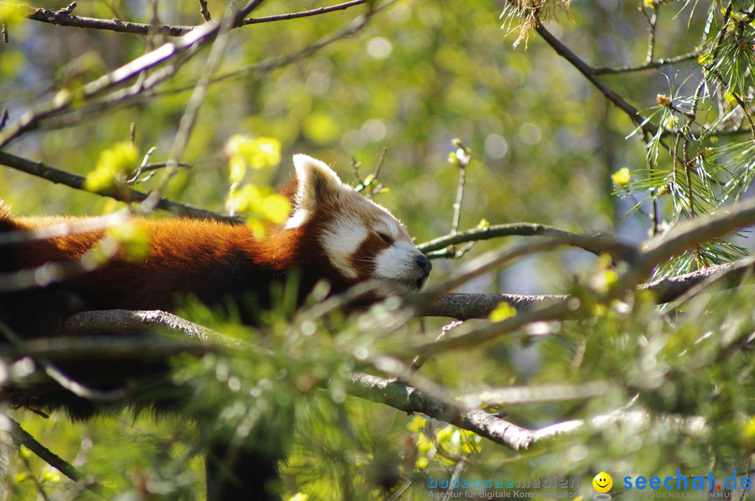 Zoo-Z_rich-26042012-Bodensee-Community-Seechat-de57.jpg