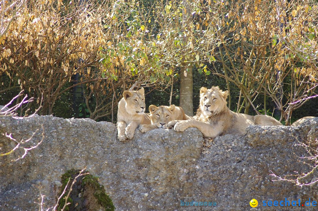 Zoo-Z_rich-26042012-Bodensee-Community-Seechat-de58.jpg